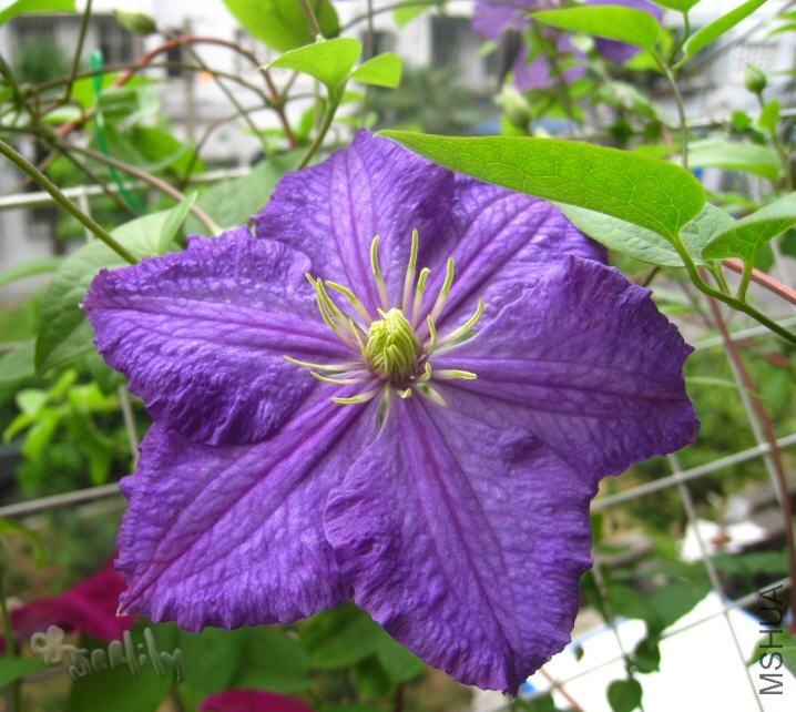 2010-05-18 ά������-do.jpg