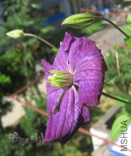 2010-05-11 ά������-do.jpg