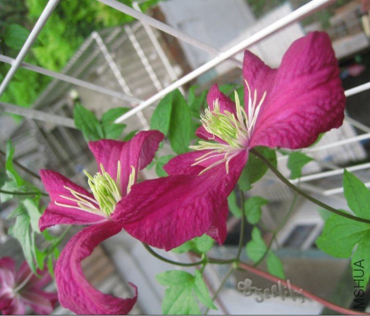 2010-05-21 ��������û�-do.jpg