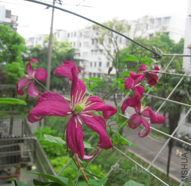 2010-05-21 ������Ⱥ��-do.jpg