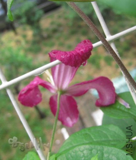 2010-05-19 �����Ǳ�Ӱ-do.jpg