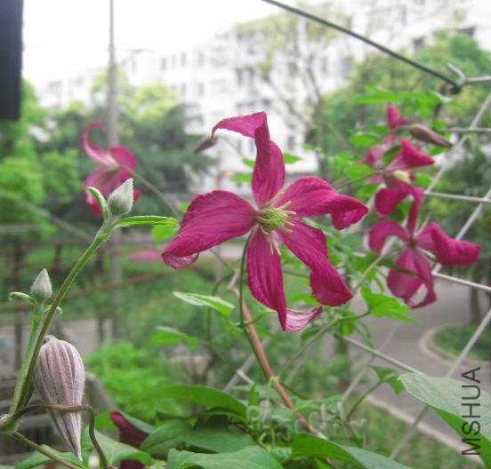 2010-05-20 �����Ƕ໨��-do.jpg