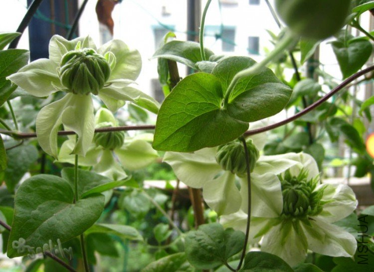 2010-05-20 С��Ⱥ��-do.jpg