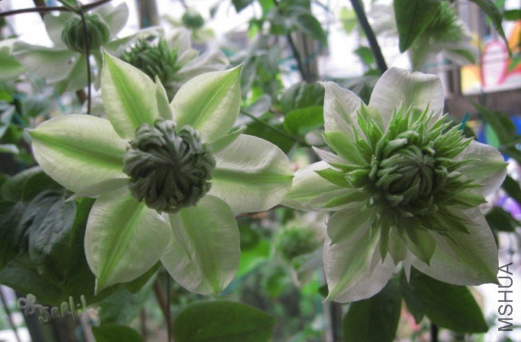 2010-05-20 С����û�-do.jpg