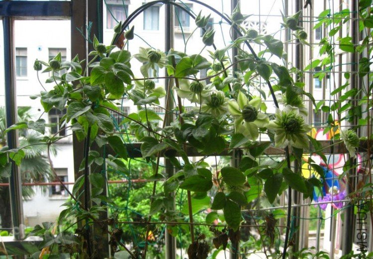 2010-05-20 С����Ư��-do.jpg