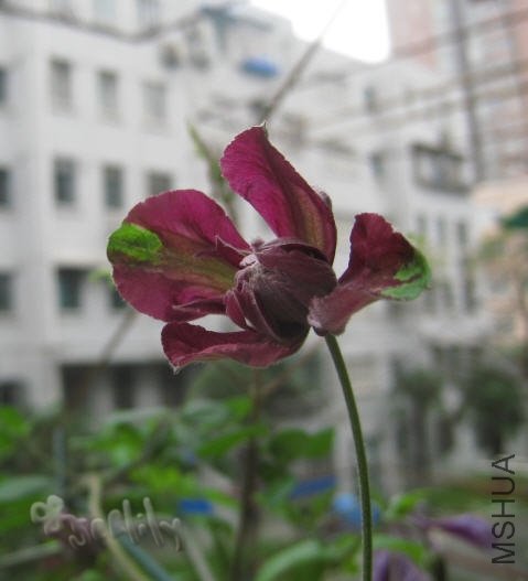 2010-05-21 ������-do.jpg