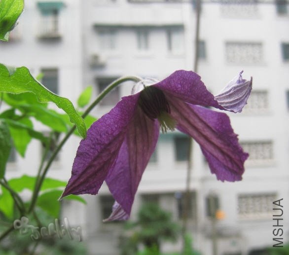 2010-05-21 С��-do.jpg