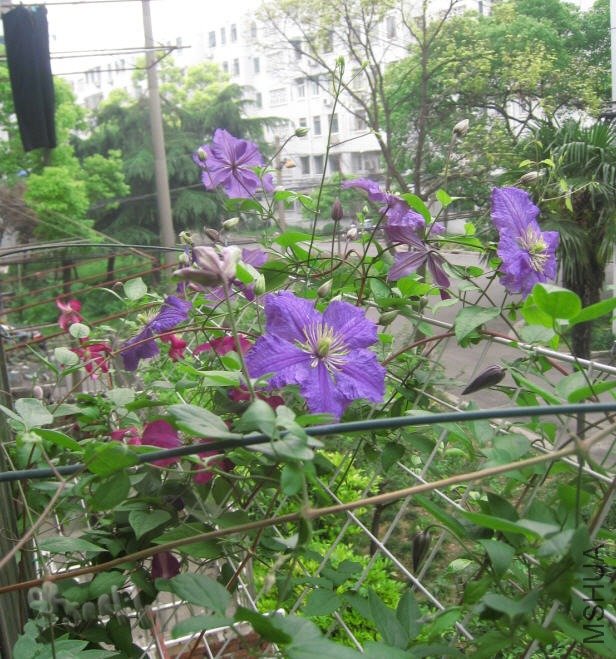 2010-05-20 �����԰-do.jpg