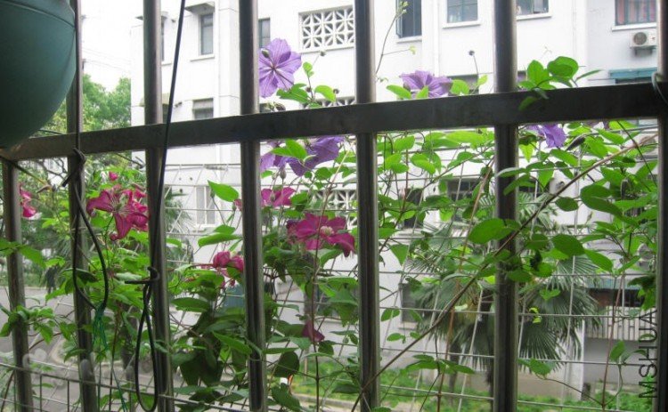 2010-05-20 ��԰-do.jpg