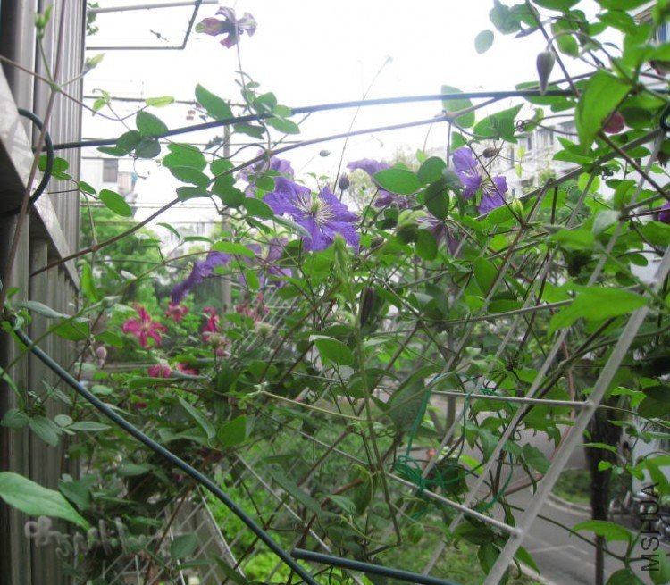 2010-05-21 ��԰��Ӱ-do.jpg