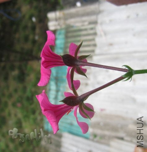 2010-05-21 ������-̽-do.jpg