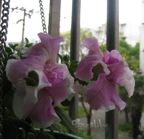 2010-05-18 ����-do.jpg