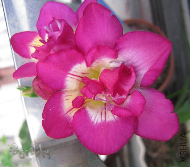 2010-05-12 �ذ����-do.jpg