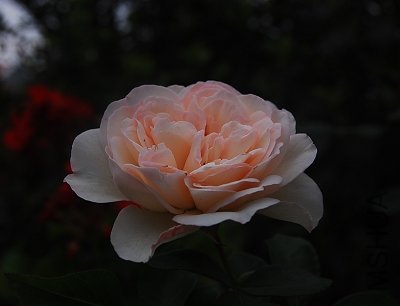 DSC_0241.jpg