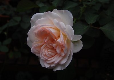 DSC_0236.jpg