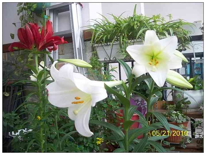 �ٺϳɳ�ʷ 022.jpg