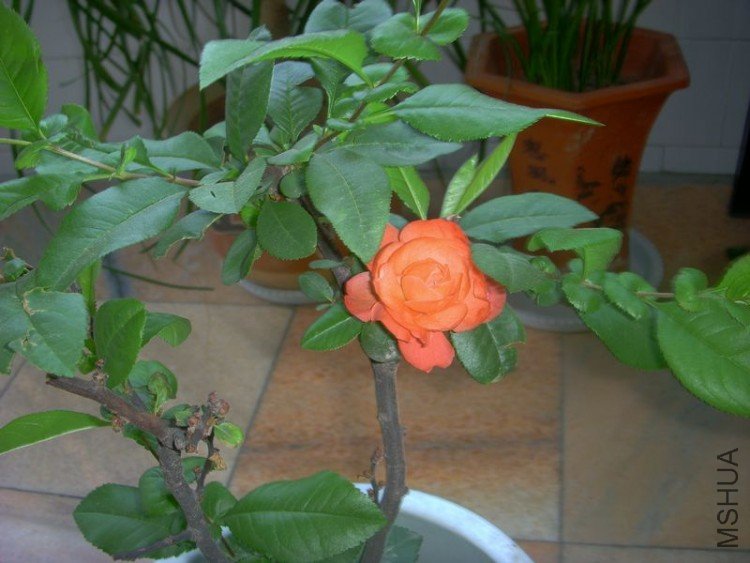 DSCN0004.jpg