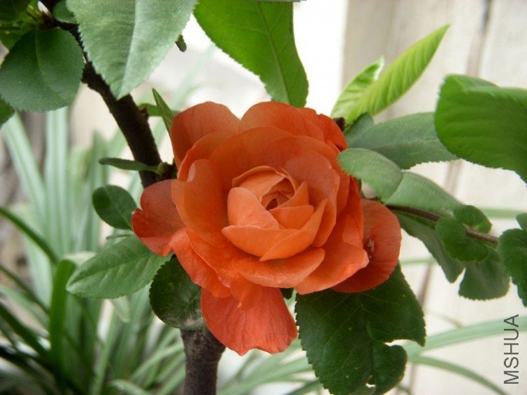 DSCN0005.jpg