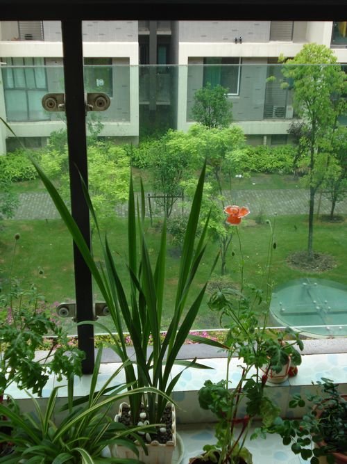 xiao ����.jpg