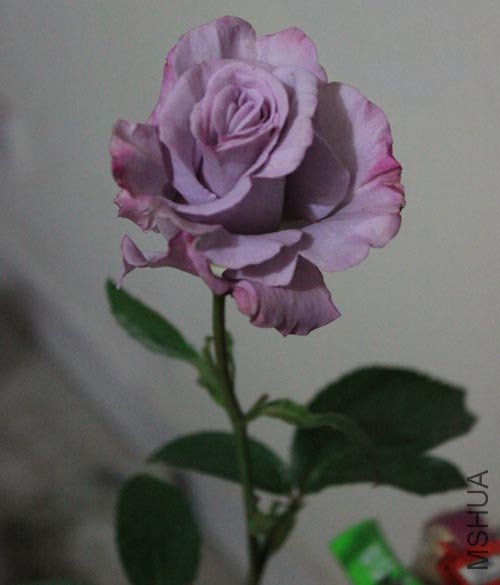 IMG_6176.jpg