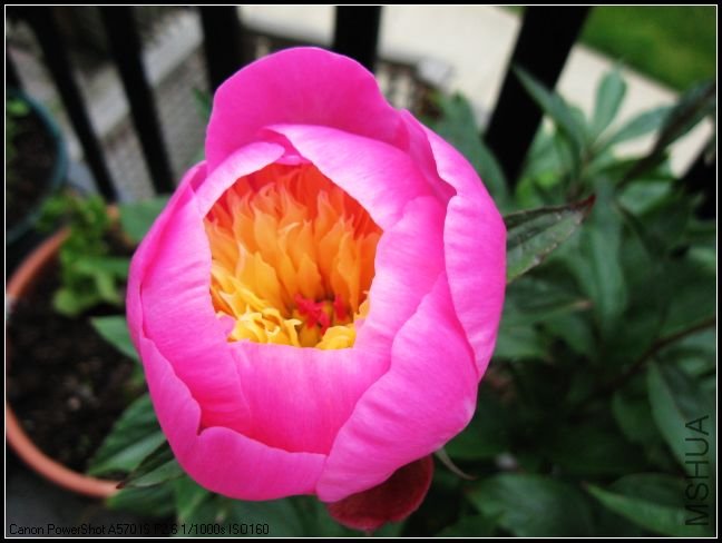 peony 017c.jpg