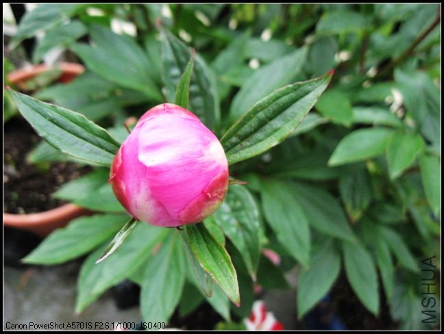 peony 016c.jpg
