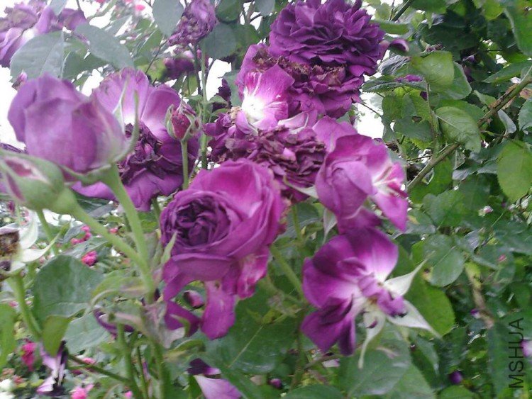 ��Ƭ-0034.jpg