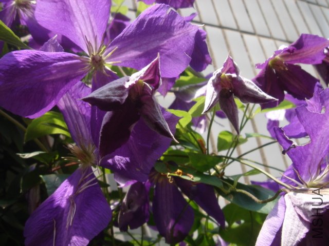 DSC04742.JPG