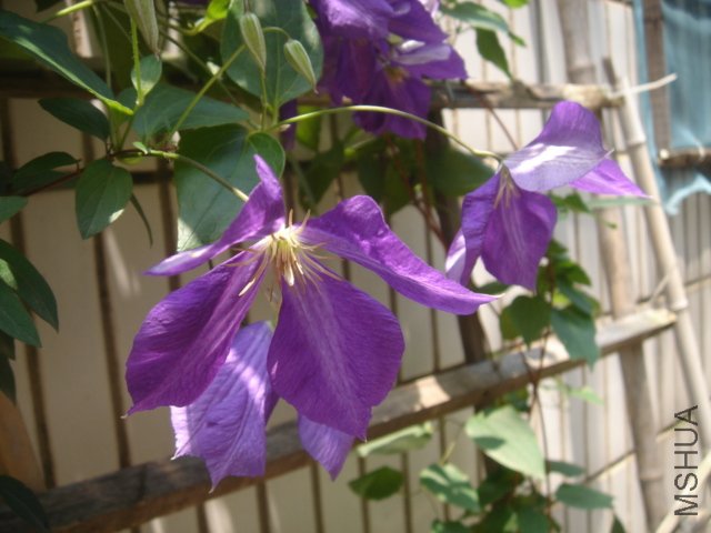 DSC04740.JPG