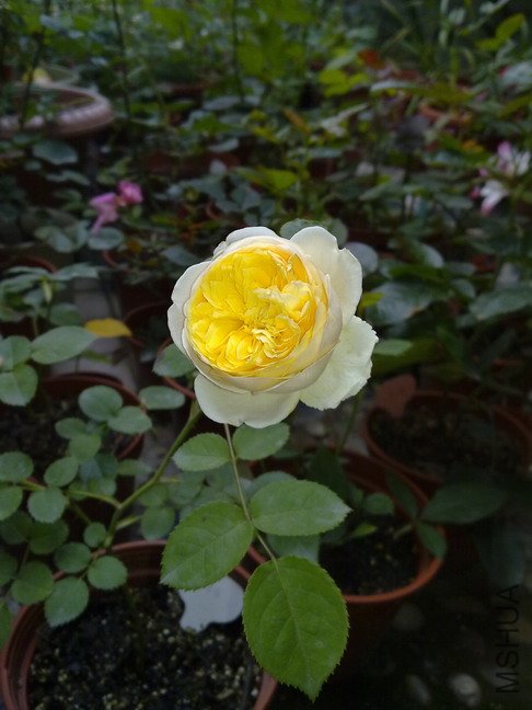 201005203874.jpg