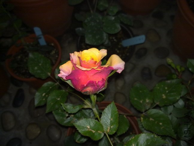 201005193857.jpg