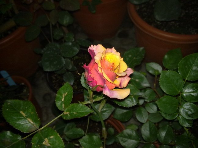 201005193856.jpg