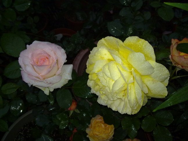 201005153606.jpg