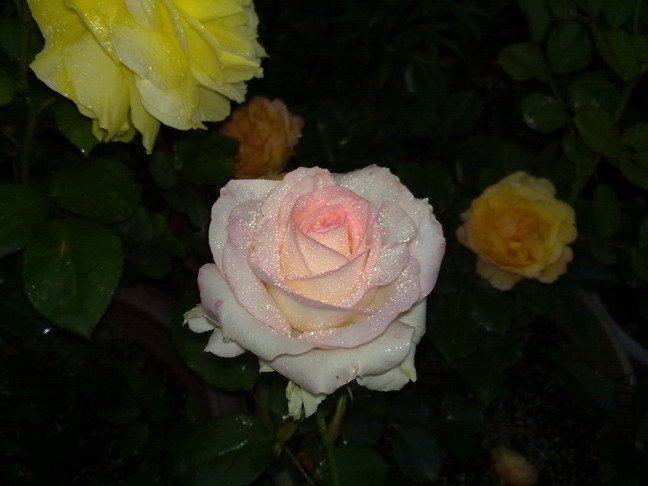 201005153611.jpg