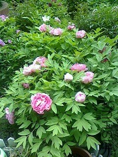 IMG0410124600.jpg