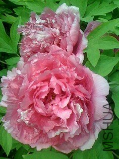 IMG0410122301.jpg