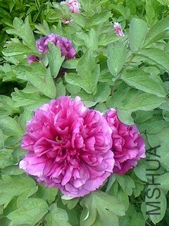 IMG0410122400.jpg