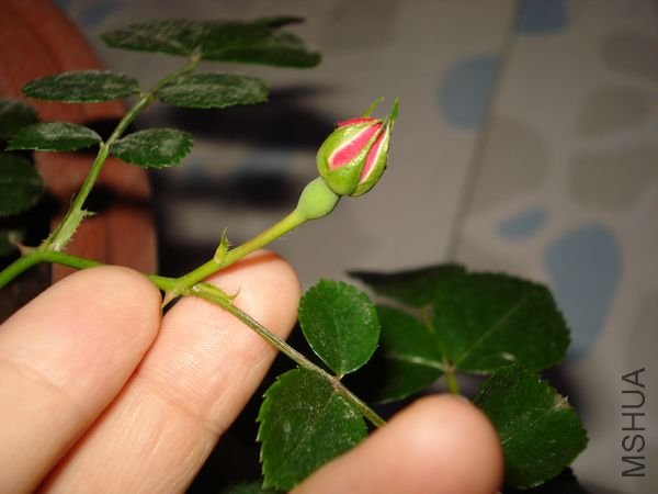 luse5.21.jpg