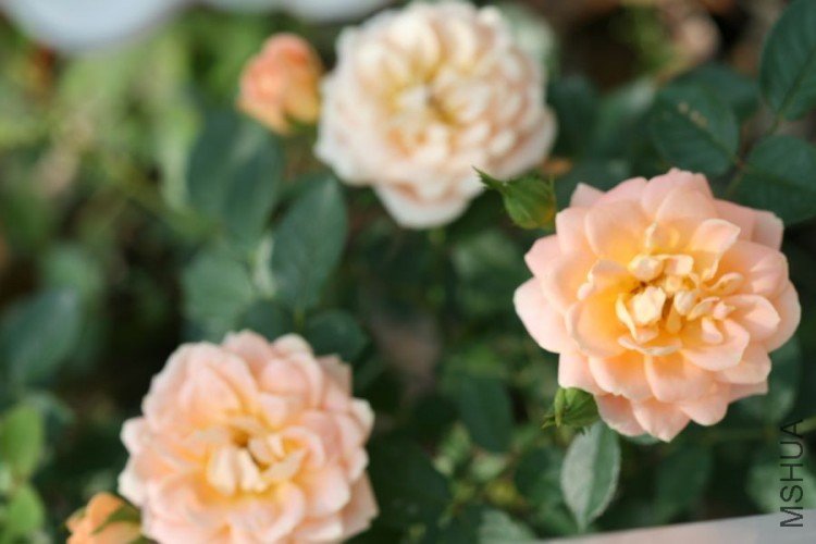 nEO_IMG_�� 156.jpg