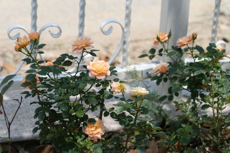 nEO_IMG_�� 147.jpg