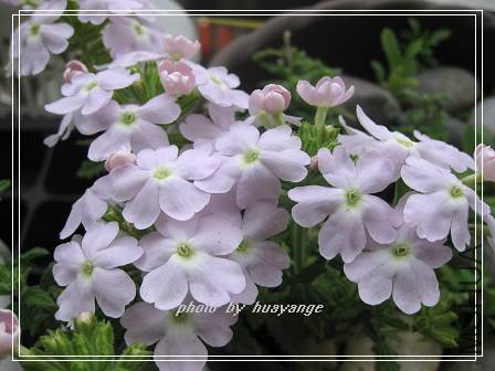 ��Ůӣ ����.jpg