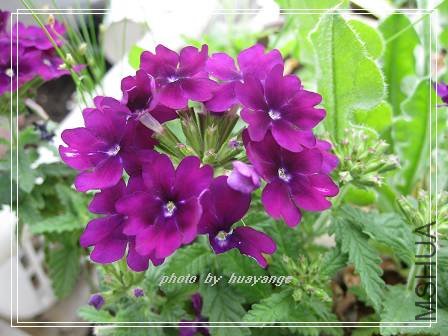 �� ɫ��Ůӣ.jpg