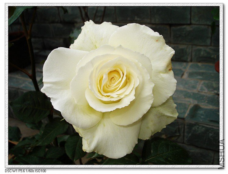 nEO_IMG_DSC00195.jpg