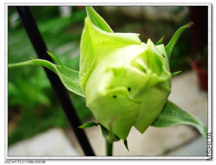 nEO_IMG_DSC00192.jpg