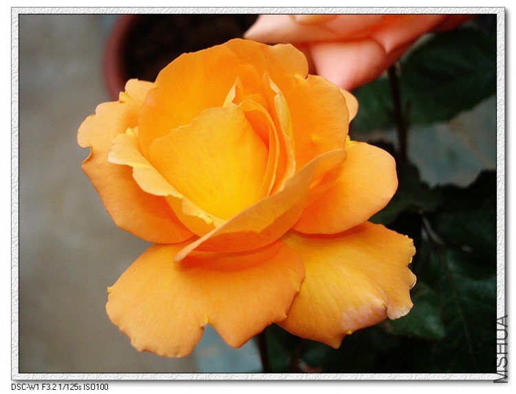 nEO_IMG_DSC00191.jpg