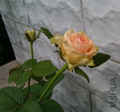 IMAG0241.jpg