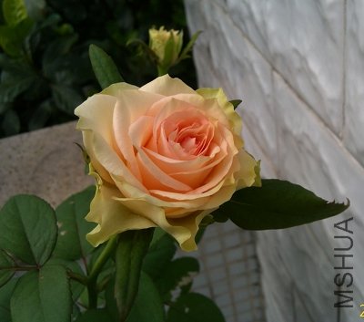 IMAG0242.jpg