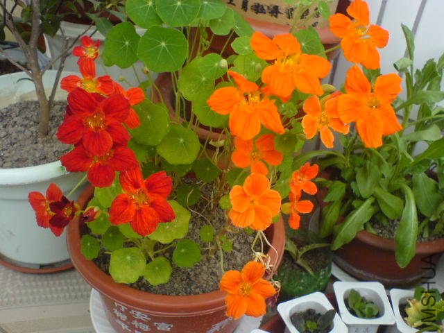 DSC03736.JPG