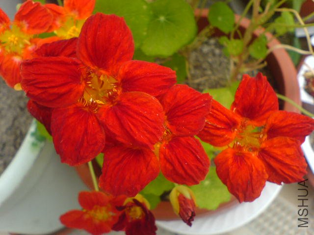 DSC03738.JPG