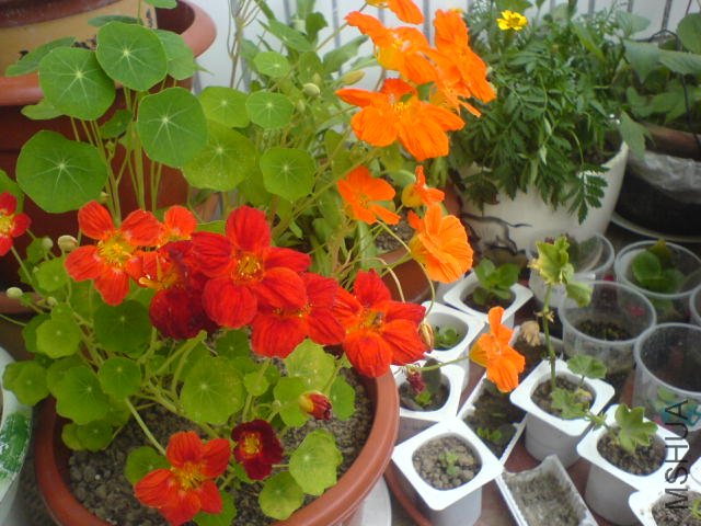 DSC03737.JPG